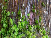 Dichtes Moos an Zedernstamm - Insel Terceira